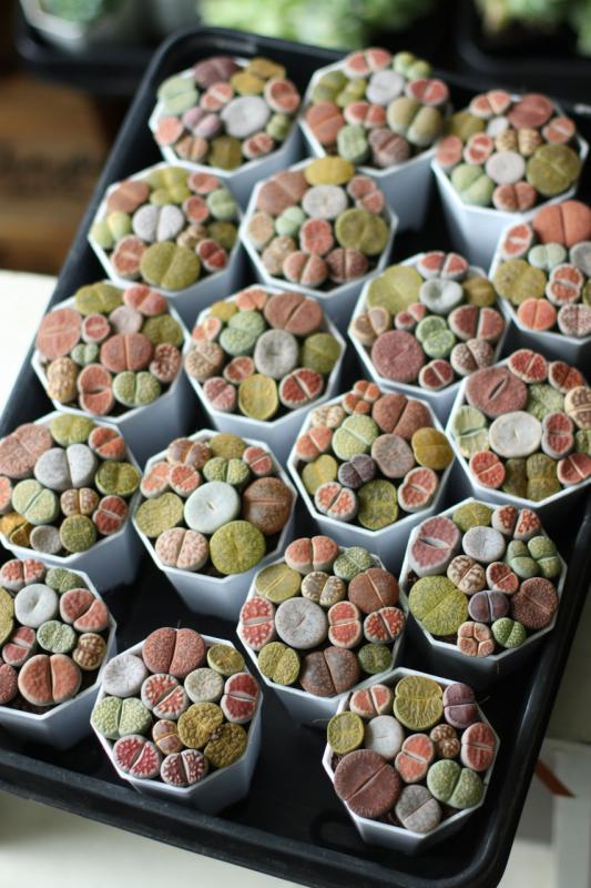 Литопс / Lithops 