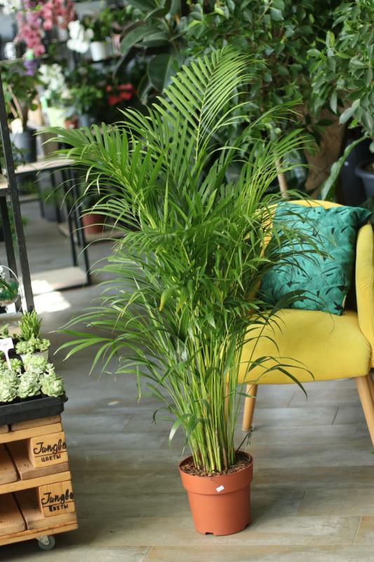 Арека / Areca