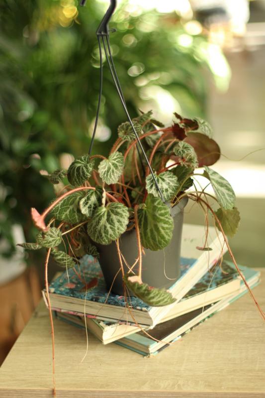 Саксифрага