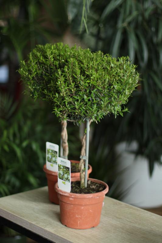 Мирт/ Myrtus 16.55