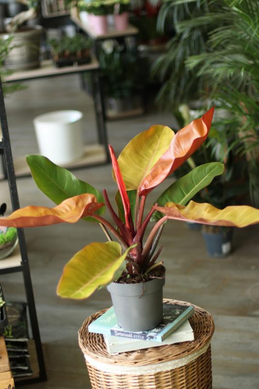 Филодендрон Оранж Принц