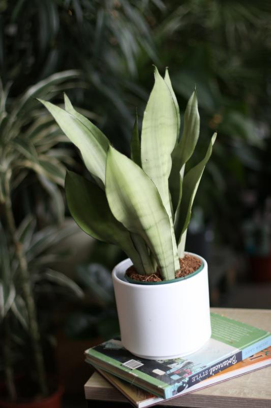 Сансевиерия Муншайн