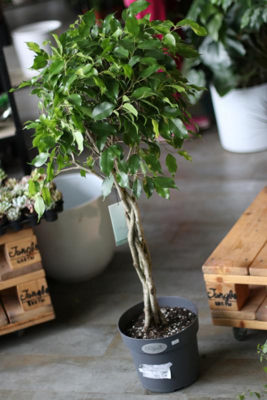 Фикус Бенджамина/ Ficus benjamina 24.110