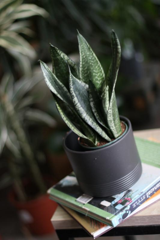 Сансевиерия микс / Sansevieria mix