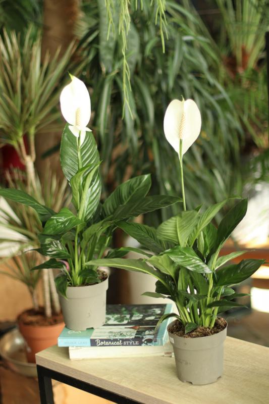 Спатифиллум / Spathiphyllum 