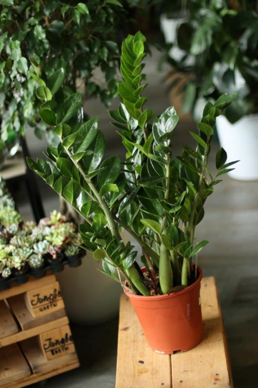 Замиокулькас/Zamioculcas 21.85