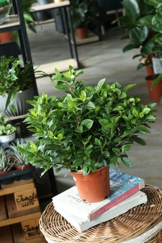 Гардения жасминовидная / Gardenia jasminoides