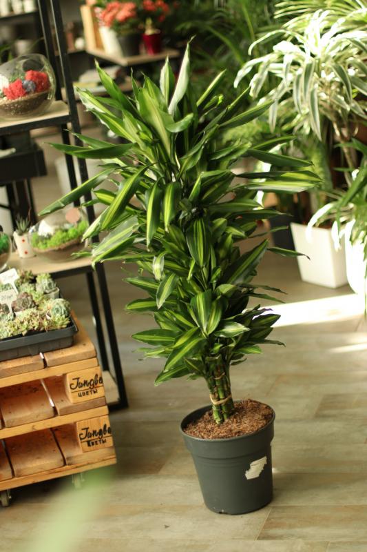 Драцена Цинто Вертакт