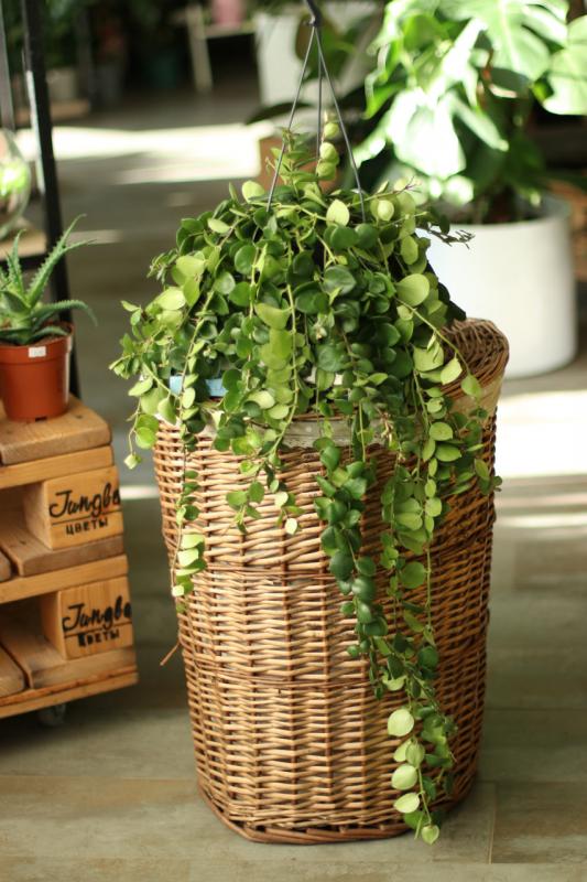 Эсхинантус Пинк Полк