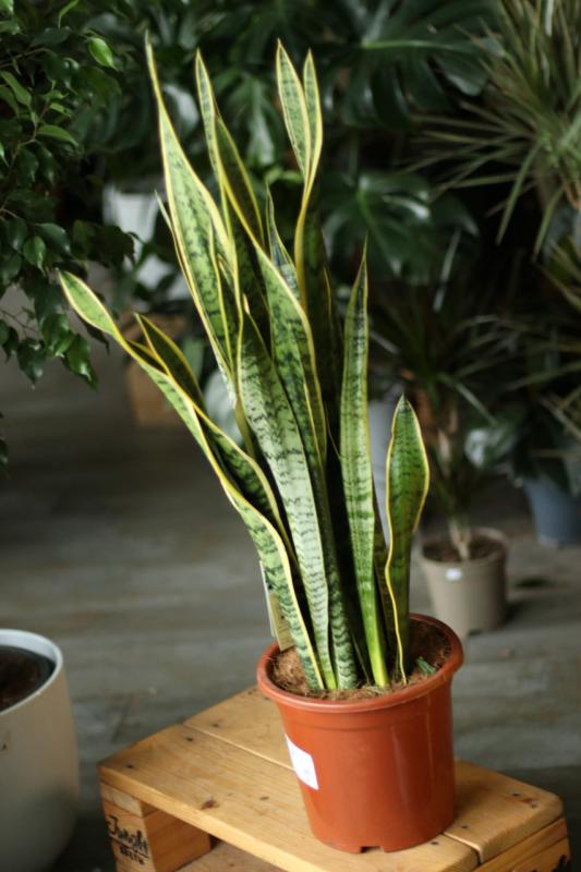 Сансевиерия Лауренти/ Sansevieria laurentii 