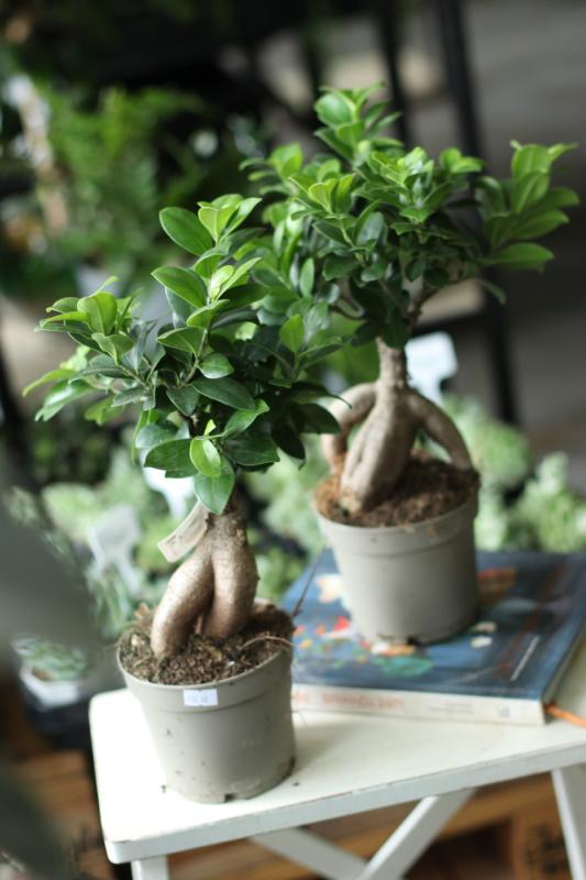 Бонсай Фикус Гинсенг/ bonsai Ficus Ginseng