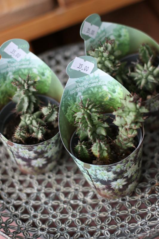 Эуфорбия хоррида монструоза