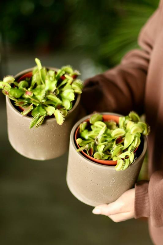 Мухоловка / Дионея