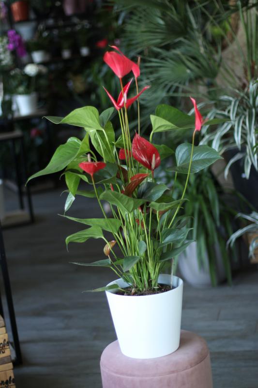 Антуриум Мелодия Ибис Экстра