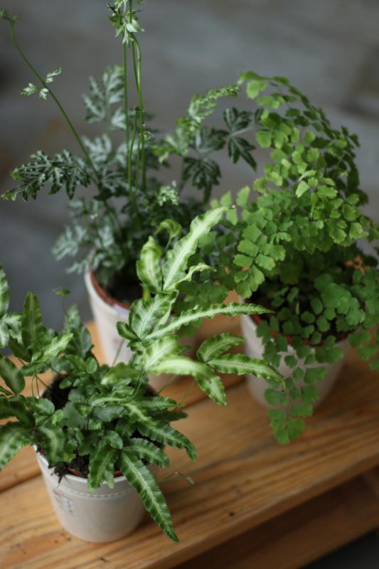 Папоротник МИКС