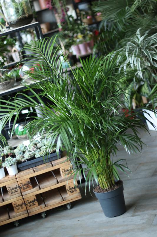 Арека / Areca