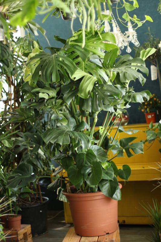 Монстера деликатесная / Monstera deliciosa 55.175