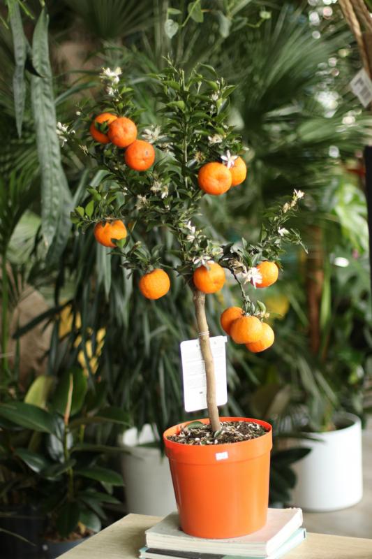 Цитрус Чинотто Миртофолия