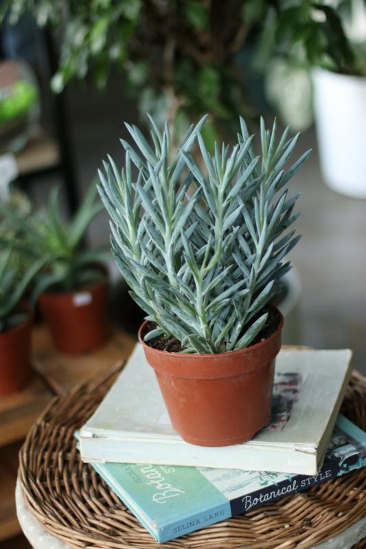 Сенецио Стелвио