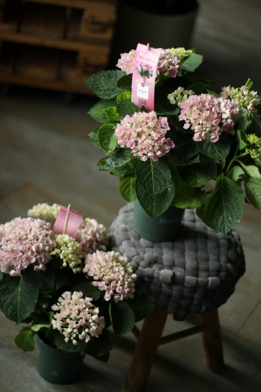 Гортензия Революшн / Hydrangea.