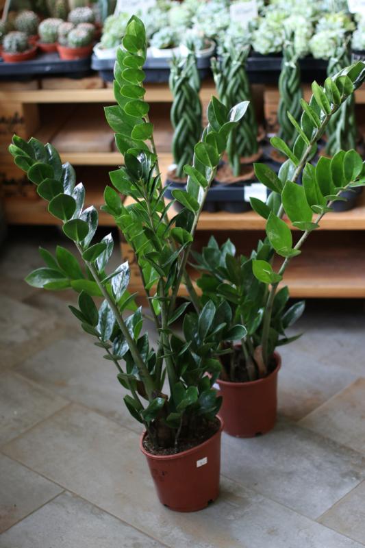 Замиокулькас / Zamioculcas 14.70