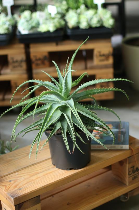 Алоэ/ Aloe Древовидное