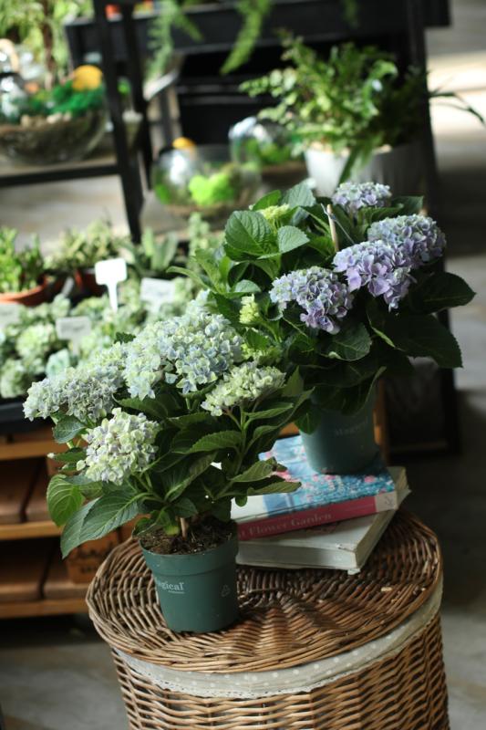 Гортензия Революшн / Hydrangea.