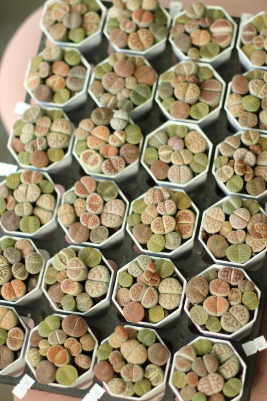 Литопс / Lithops 