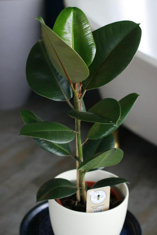 Фикус Эластика/ Ficus elastica 17.60