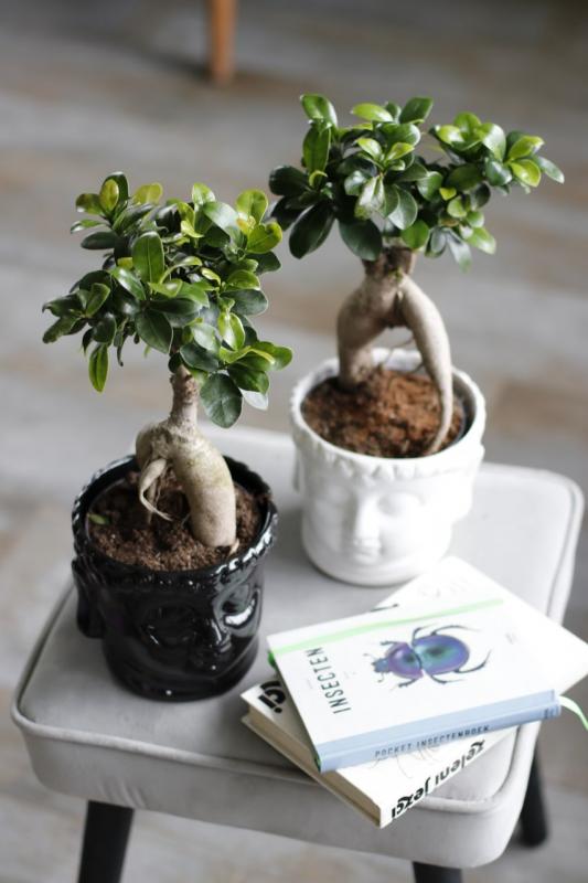 Бонсай Фикус Гинсенг "БУДДА"  / bonsai Ficus Ginseng 