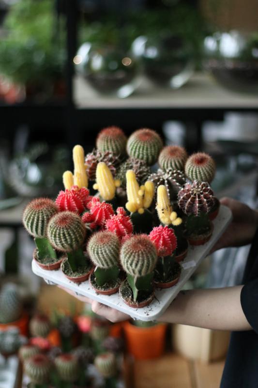 Гимнокалициум Михановича/ Gymnocalycium mihanovichii d5,5 h15