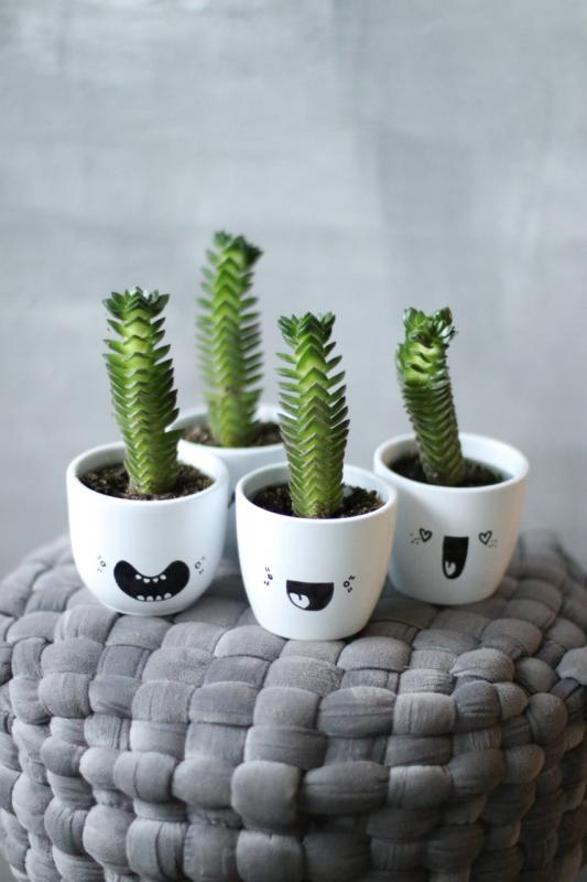 Крассула Храм Будды  / Crassula "Buddha's Temple"