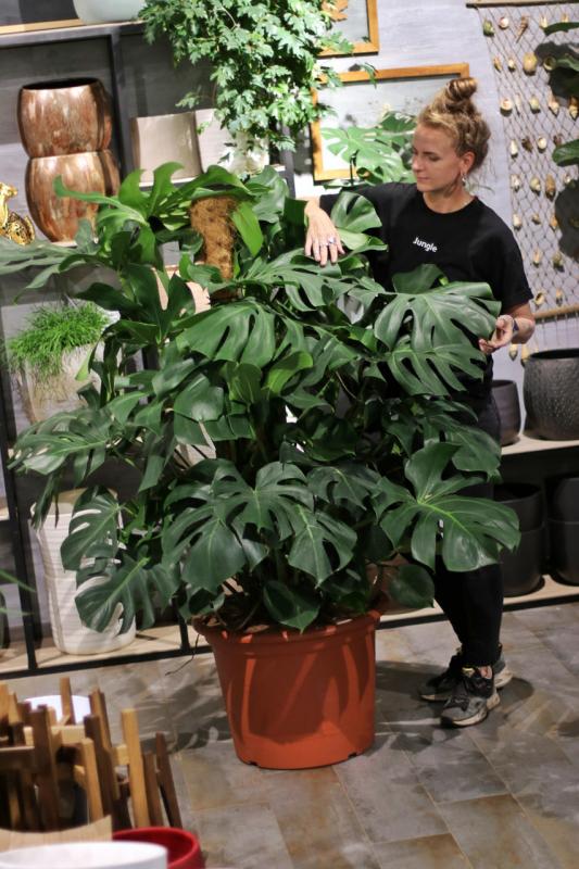 Монстера деликатесная / Monstera deliciosa 55.165