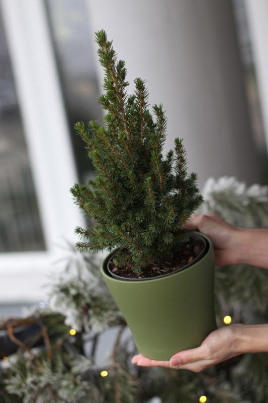 Ель Коника / Picea 14.45