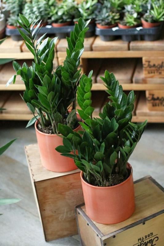 Замиокулькас / Zamioculcas.