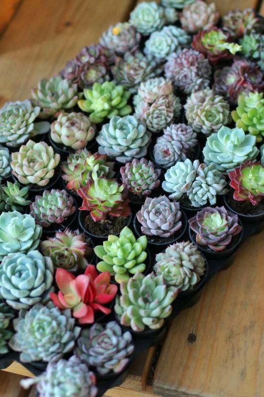 Суккуленты МИКС 5 Китай