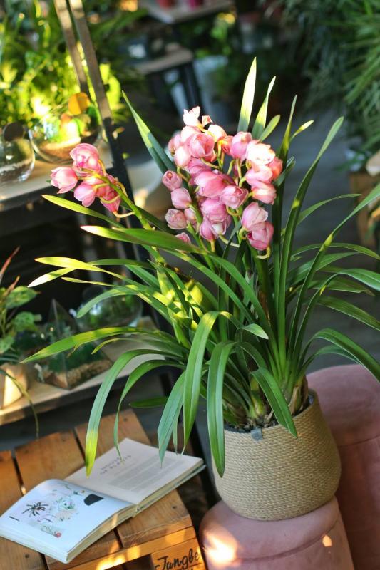 ОРХИДЕЯ Цимбидиум