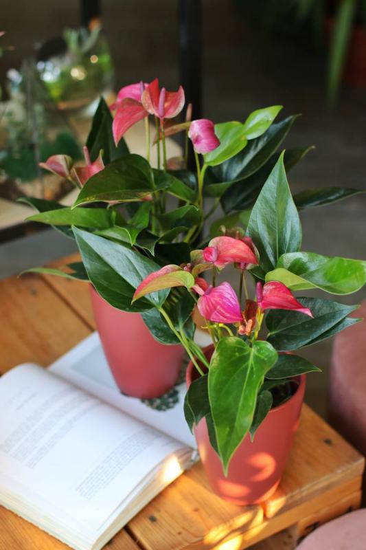 Антуриум пьюр перпл