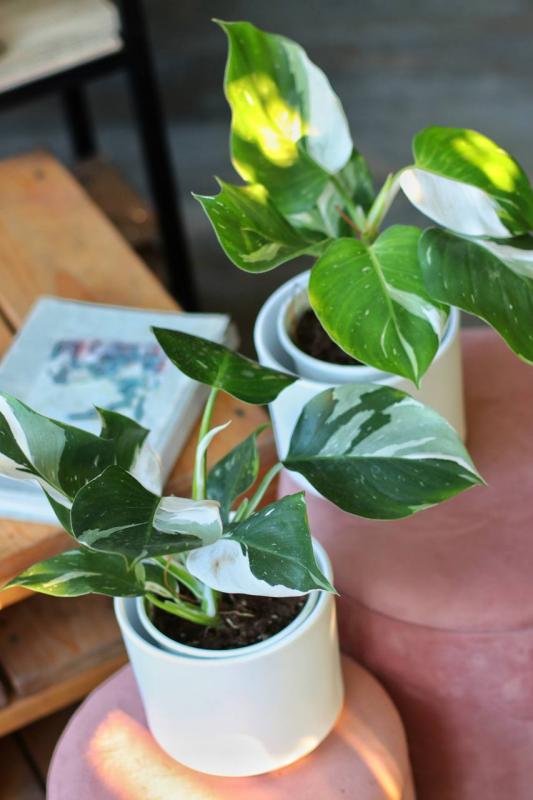 Филодендрон Вайт принцесс