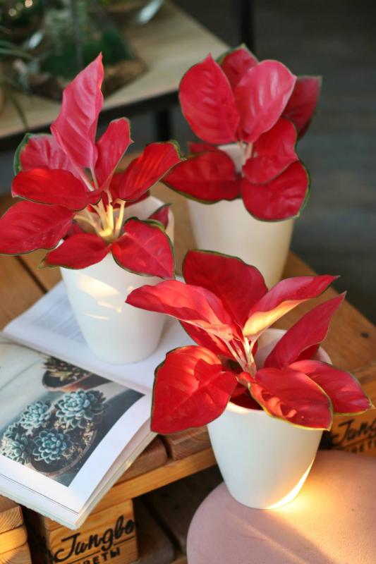 Аглаонема ред дрэган