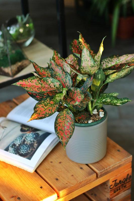 Аглаонема Ред вингс