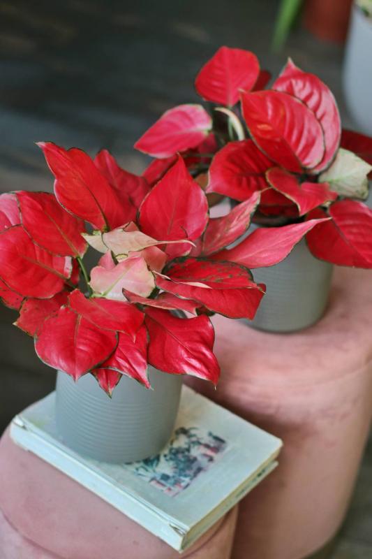 Аглаонема ред рич