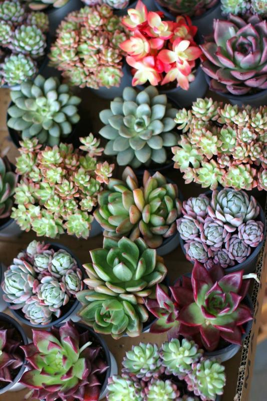 Суккуленты МИКС 11 Китай