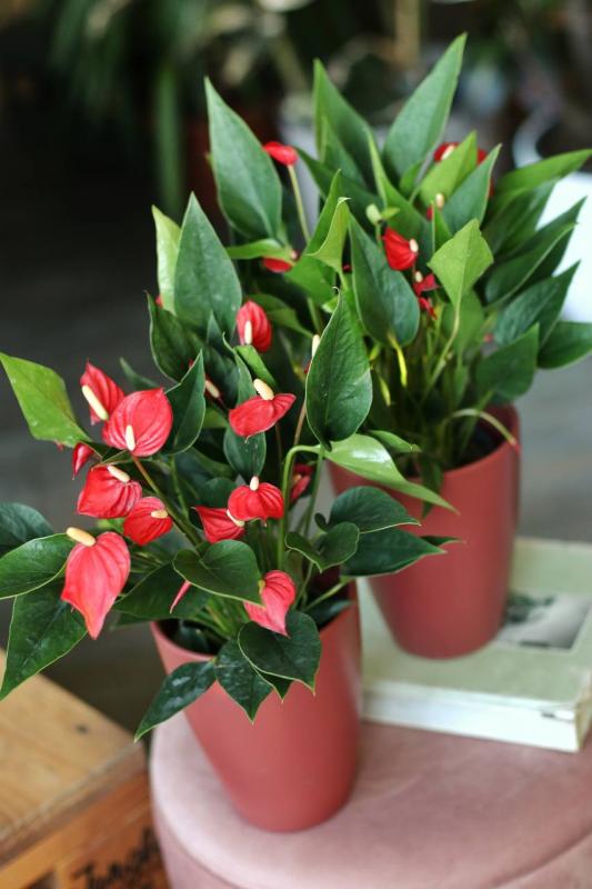 Антуриум 11\30