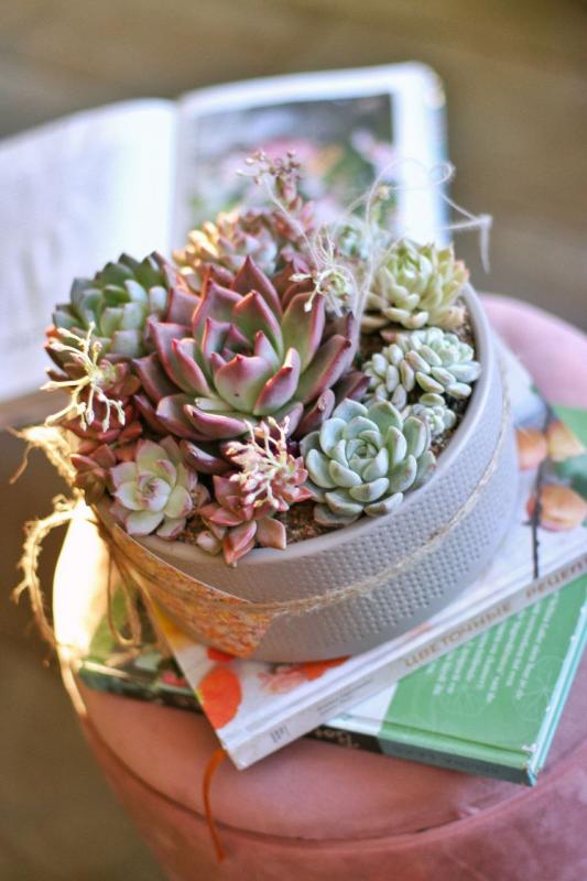 Мини-сад E0064