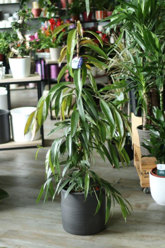 Фикус Амстел Кинг 27.140