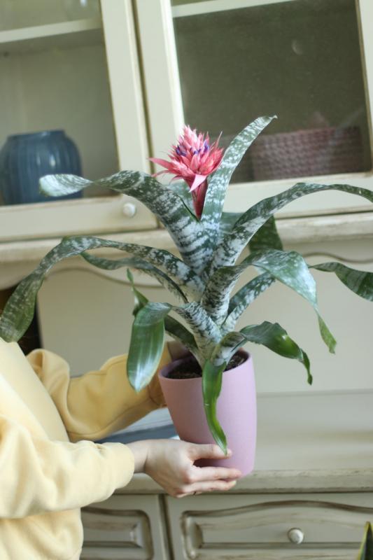 Эхмея Примера