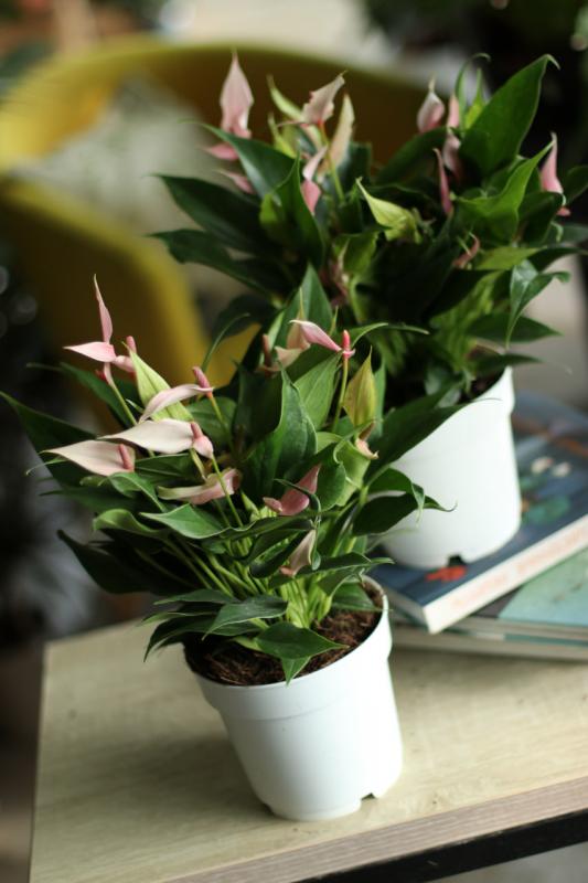 Антуриум Лили / Anthurium 'Lili' 