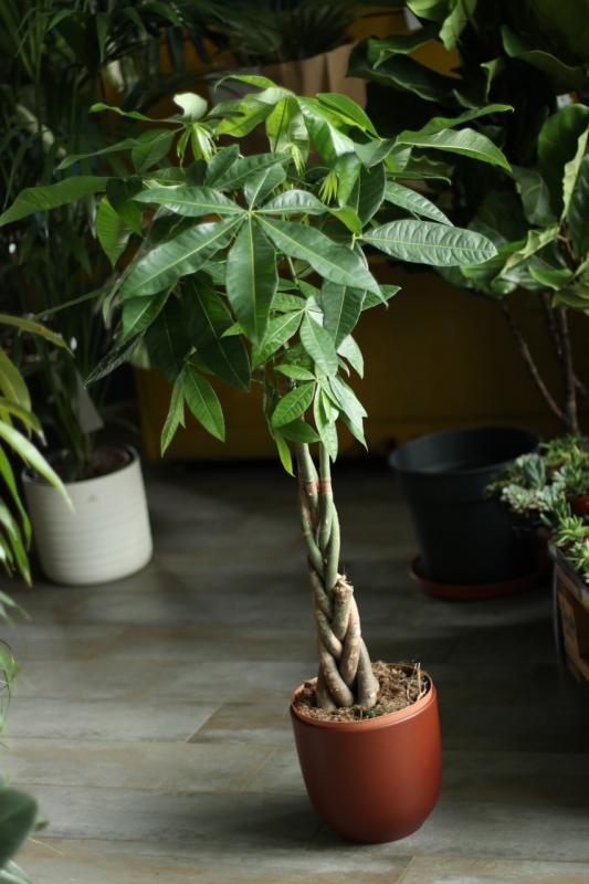 Пахира Акватика/ Pachira aquatica 