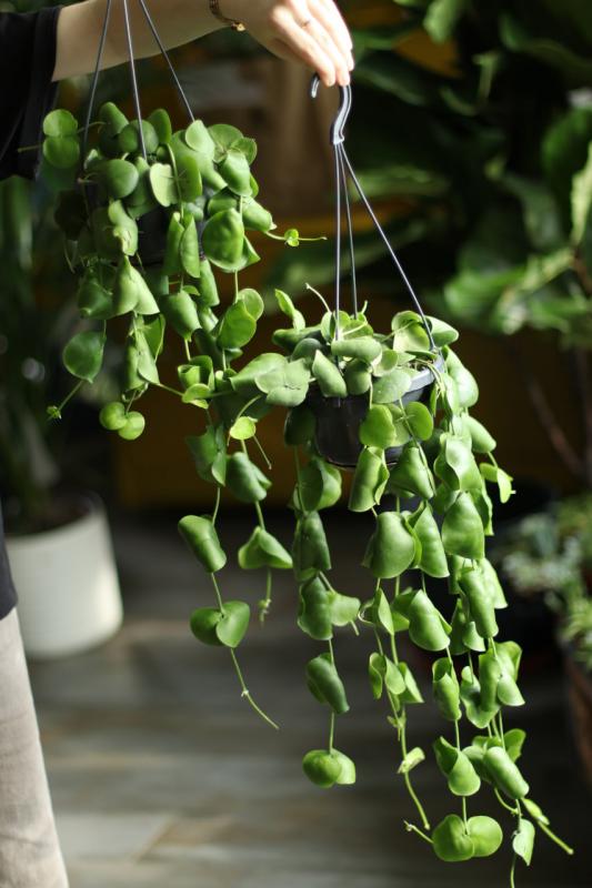 Дисхидия платифилла / dischidia platyphylla